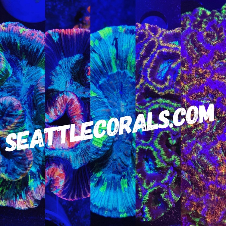 Seattle Corals